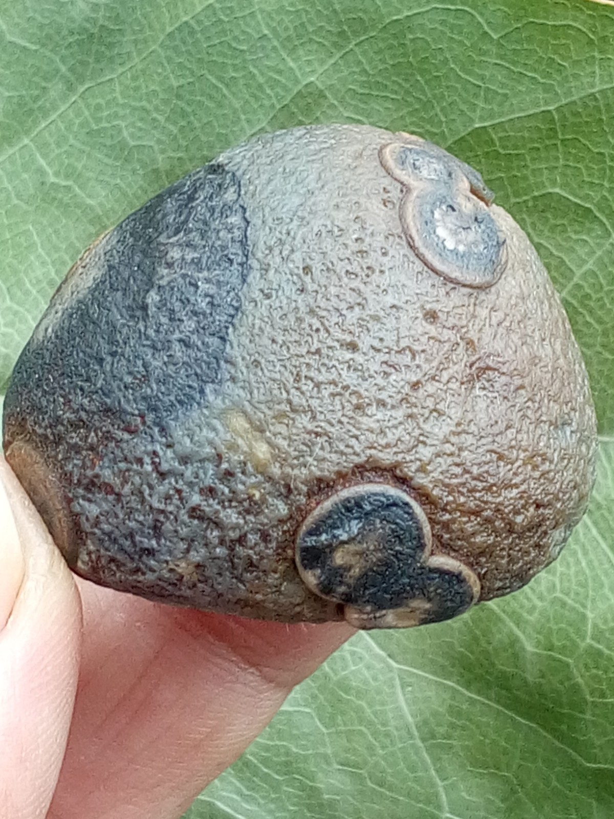 36mm Beautiful Natural GoBi agate eye agate stone collection