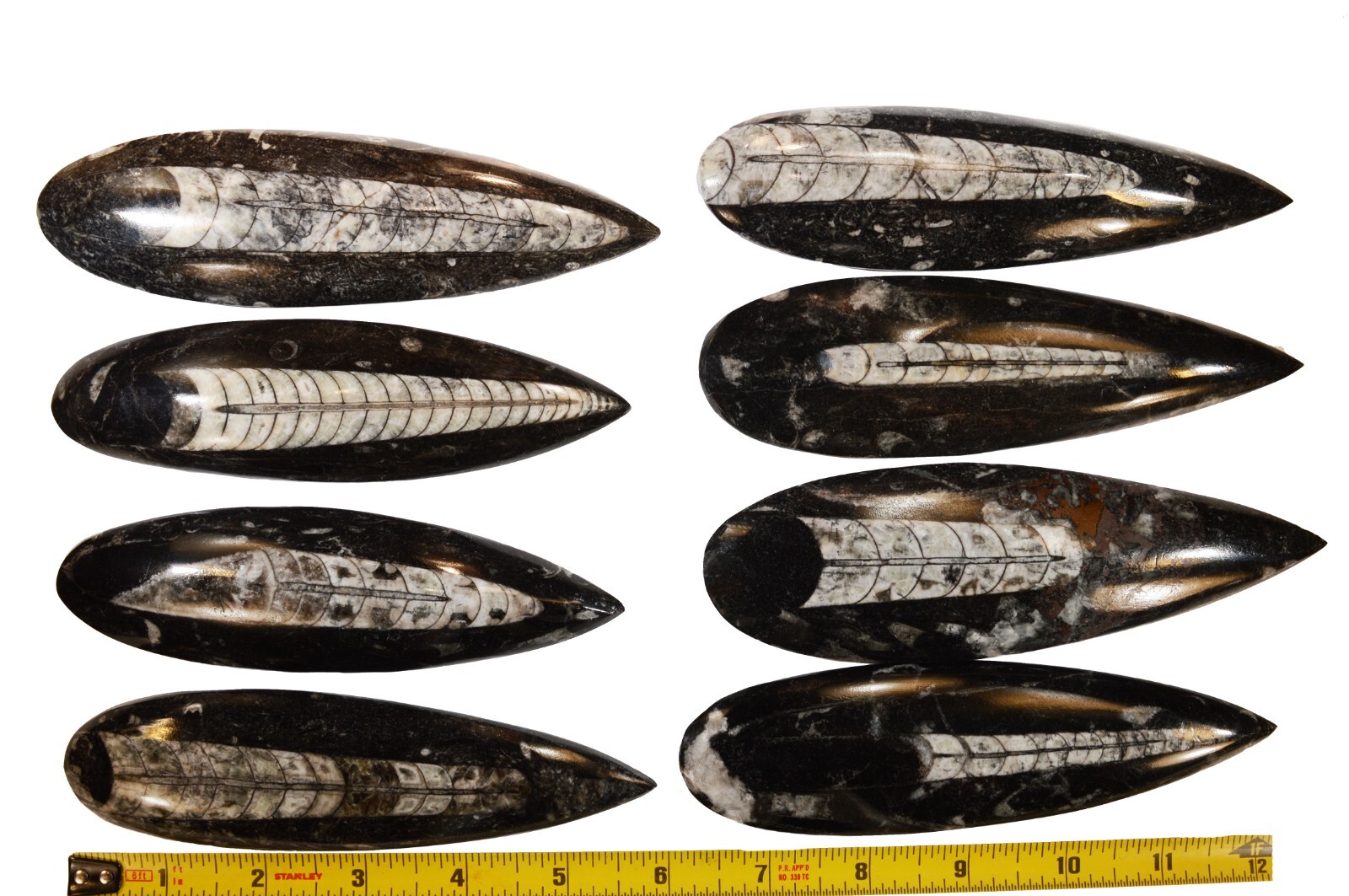 Orthoceras Fossils 5 1/2″ Metaphysical Root Chakra Healing Crystal Polished