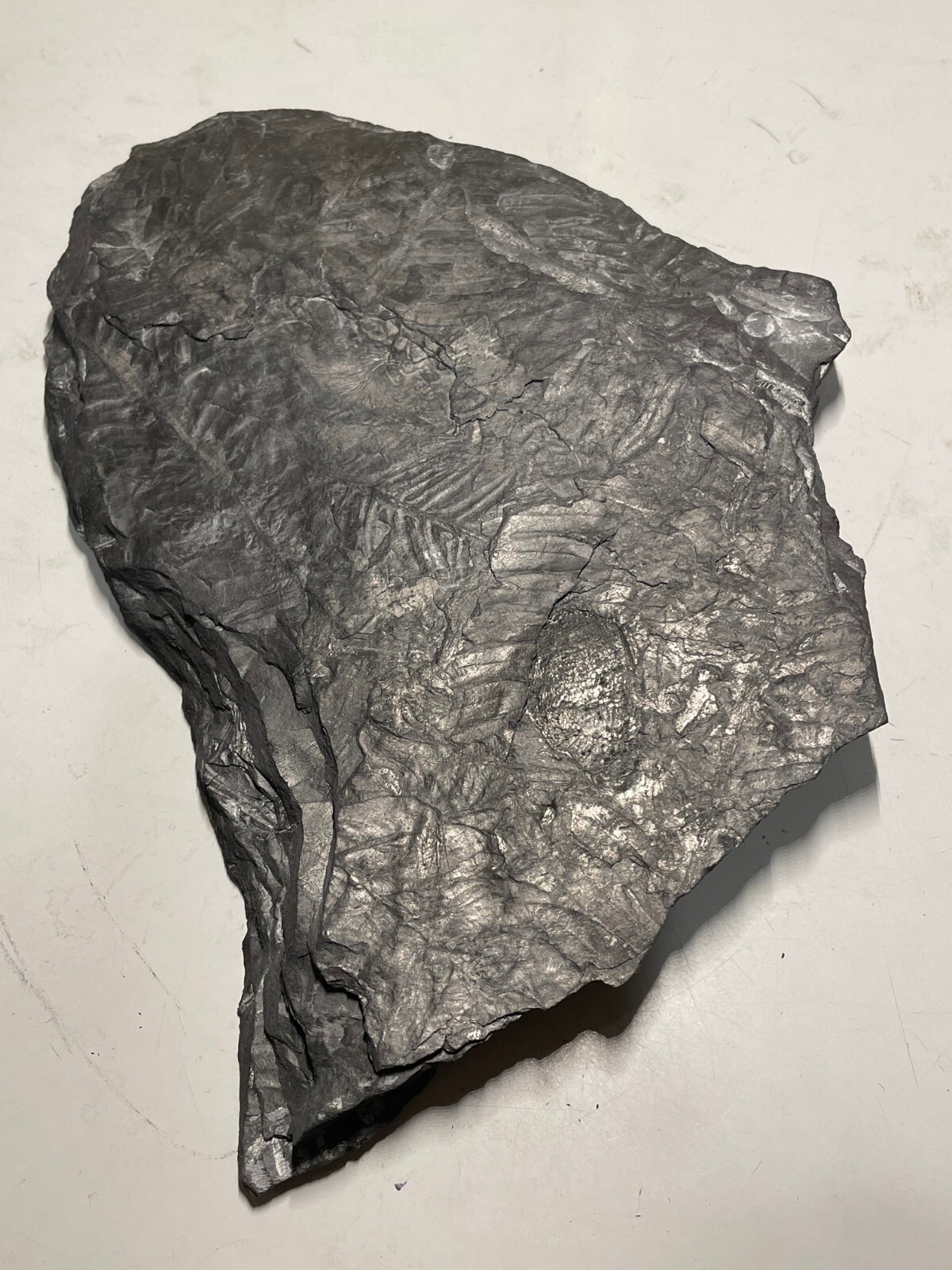FOSSIL FERN MULTIPLE