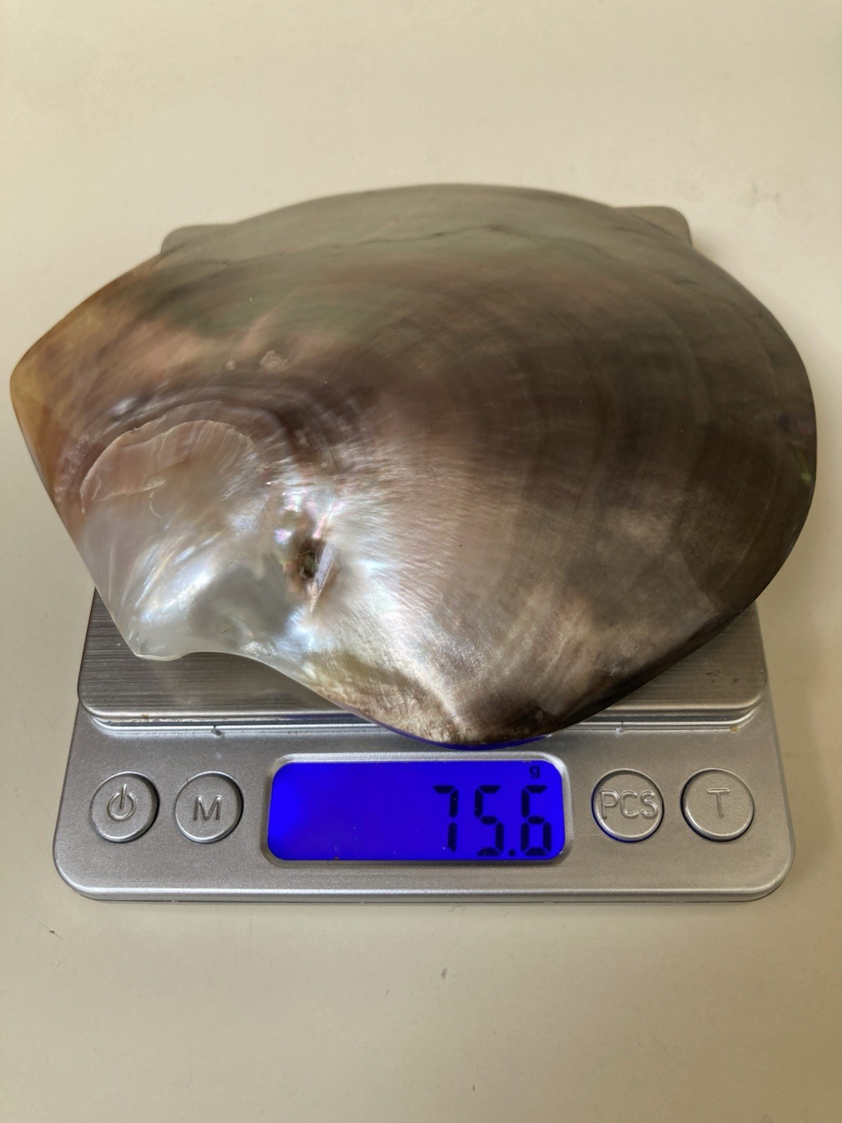 Rare Pinctafe Margaritifera , Pearl Shell, Black Lipped Pearl, 5.25” X 5”, 75 G