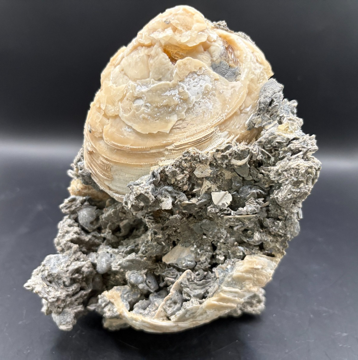 Premium Calcite Clam Fossil Cluster 8″ in Matrix – Cut Display Base – OTS