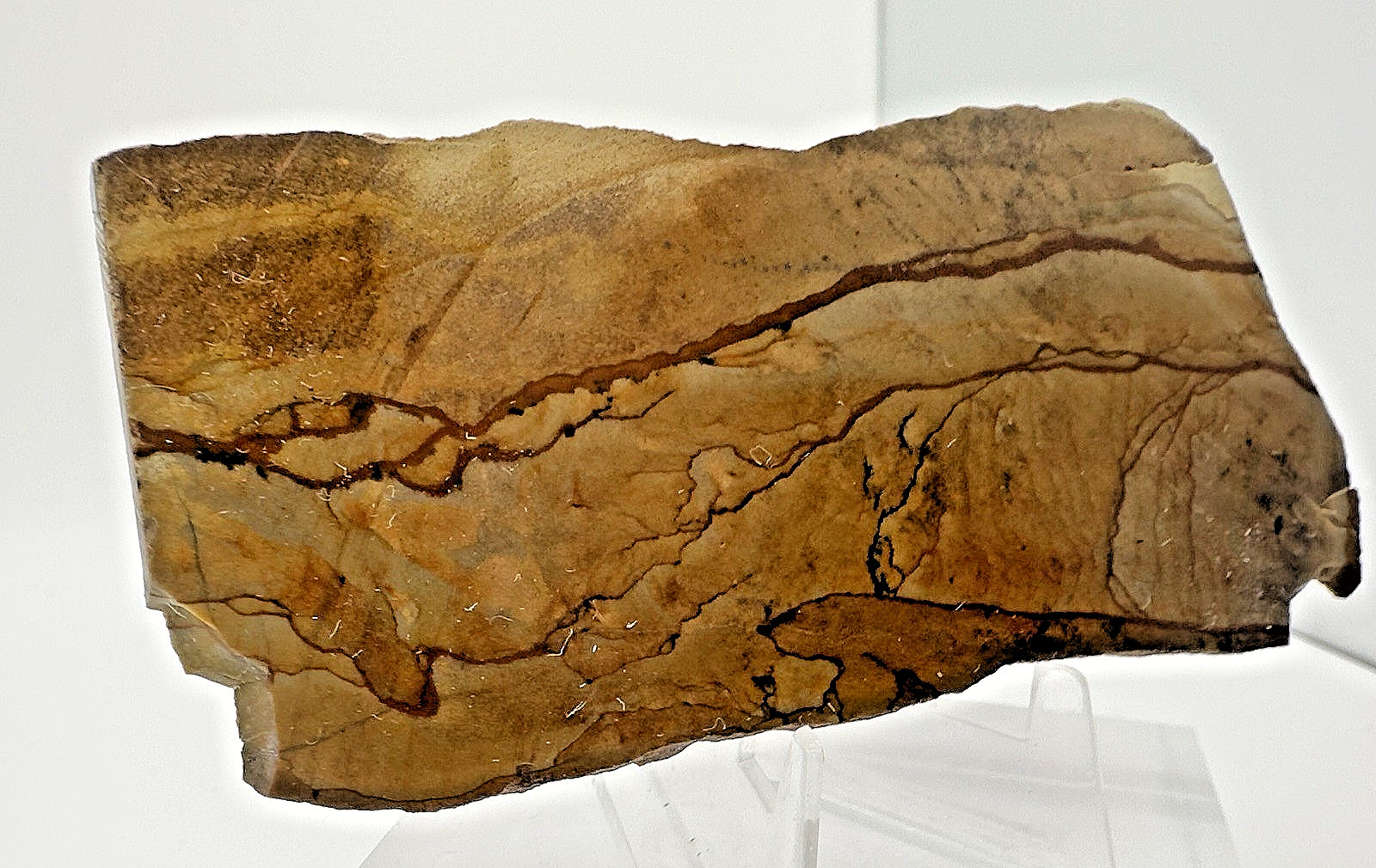 2) Rare Polished Ohwlee Picture Jasper Slab 5.25″ Display Specimen 2.8 oz