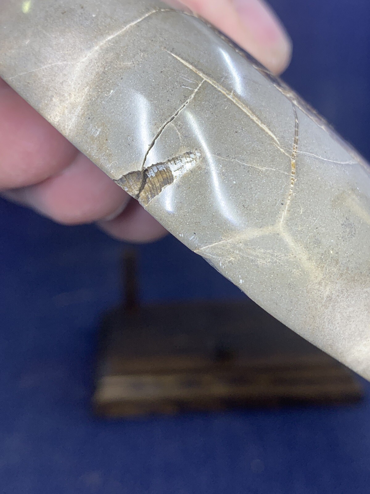 Septarian Nodule Hollow Slab ( Utah)with Stand And Description Card