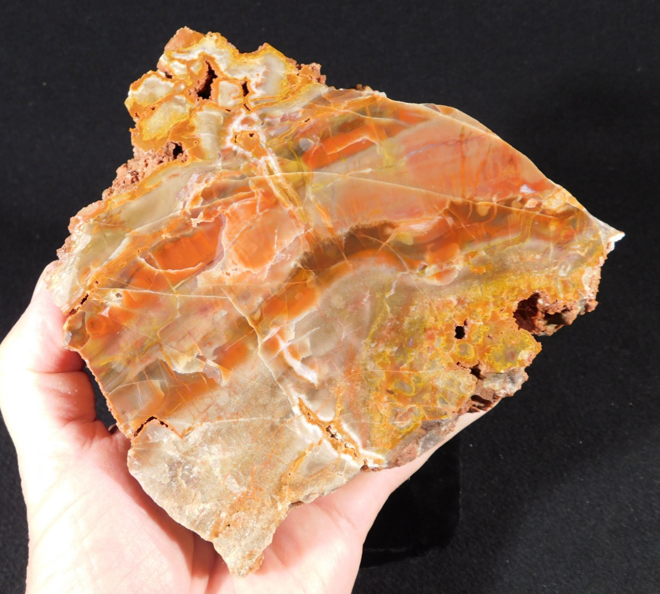 Larger! Colorful Polished Petrified WOOD RAINBOW Fossil Slab Arizona 1135gr