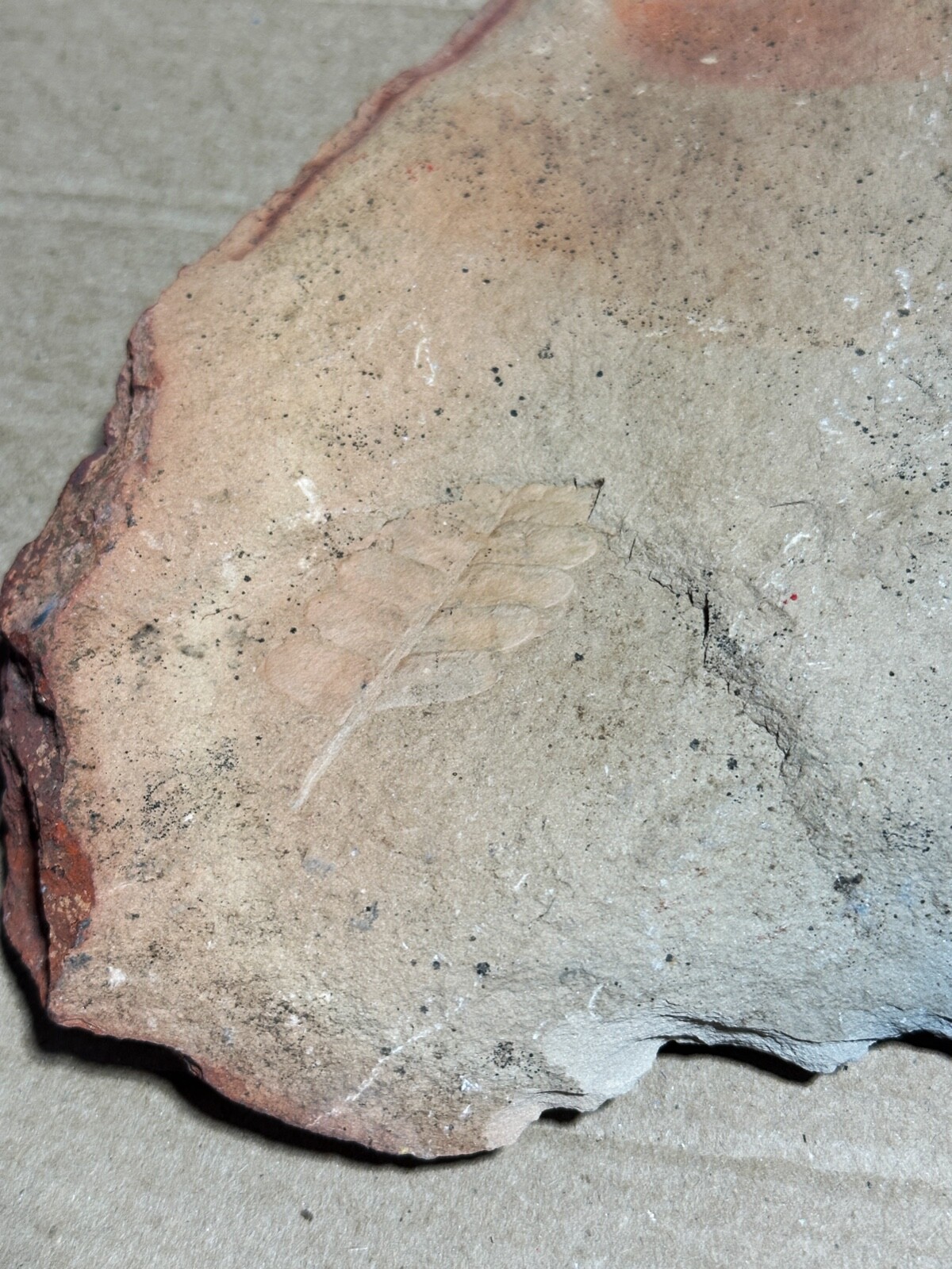 4lb 2oz Fern Fossil Red Sedimentary Shale