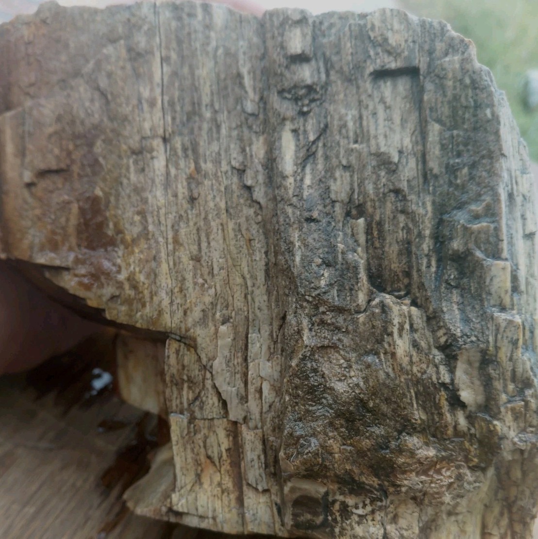 Petrified Wood 4lbs 9.5oz Limb Quartz Replaced Bark UV+ Henry Mountains UT Displ