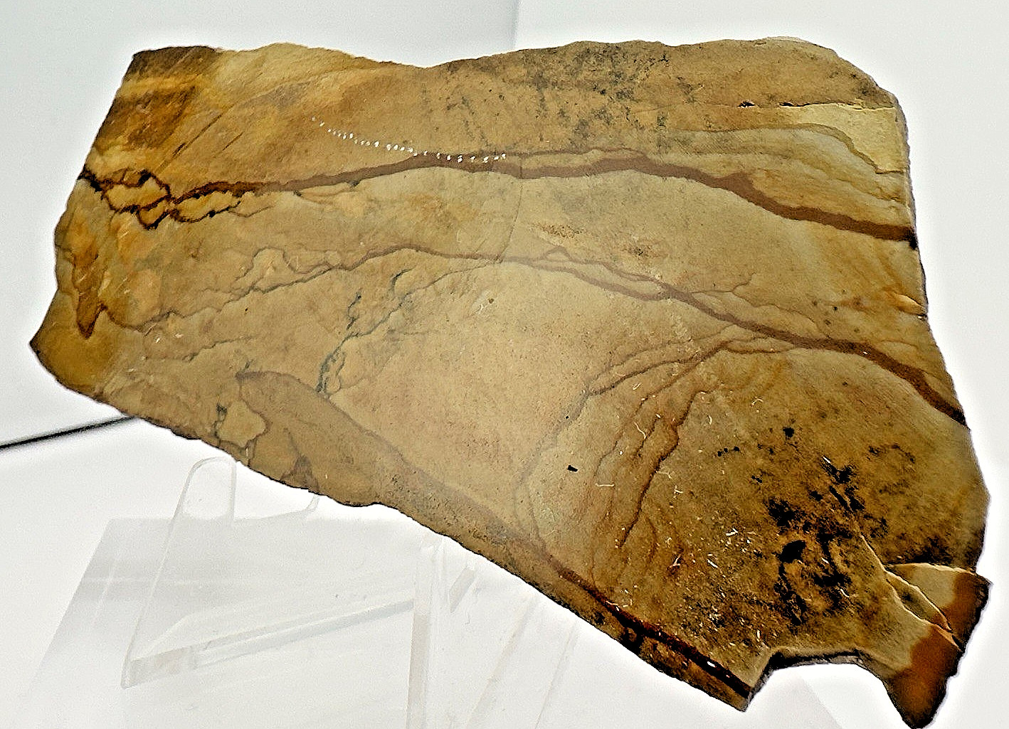2) Rare Polished Ohwlee Picture Jasper Slab 5.25″ Display Specimen 2.8 oz