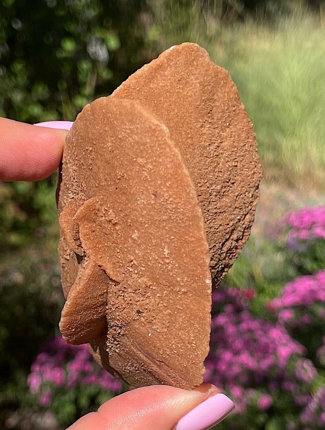 Selenite Or Gypsum Also Desert Rose Western Sahara Morocco Rare Large 9.0 Cm’s