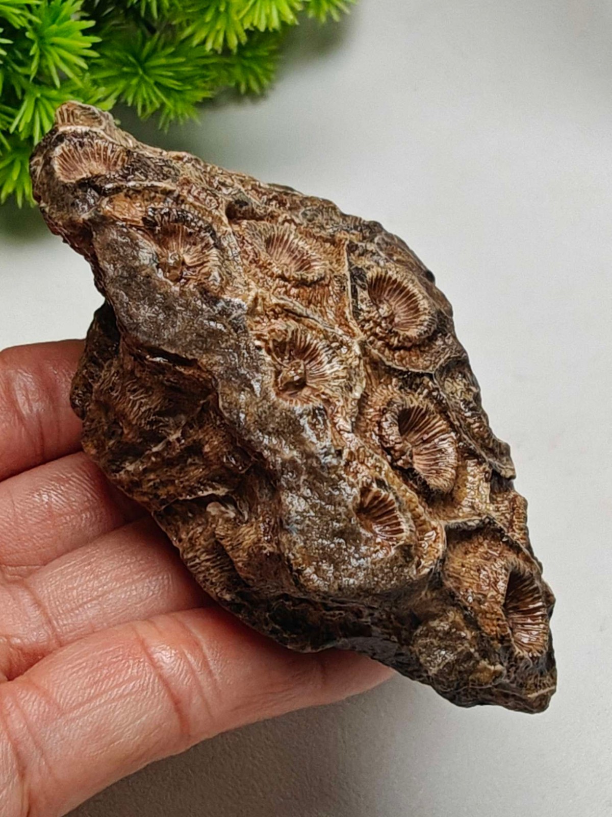 Rare China Inner Mongolia Gobi Eye Agate Stone Specimen 100% Natural Designer