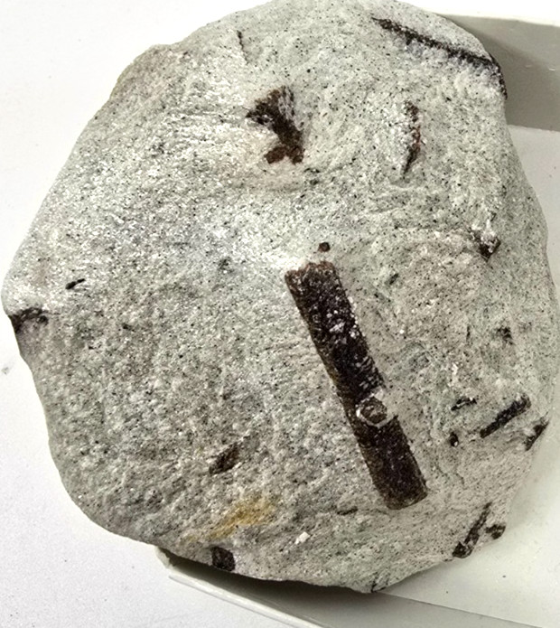 Fairy Cross Staurolite Mineral Specimen in Display Box Open Box INVKE187