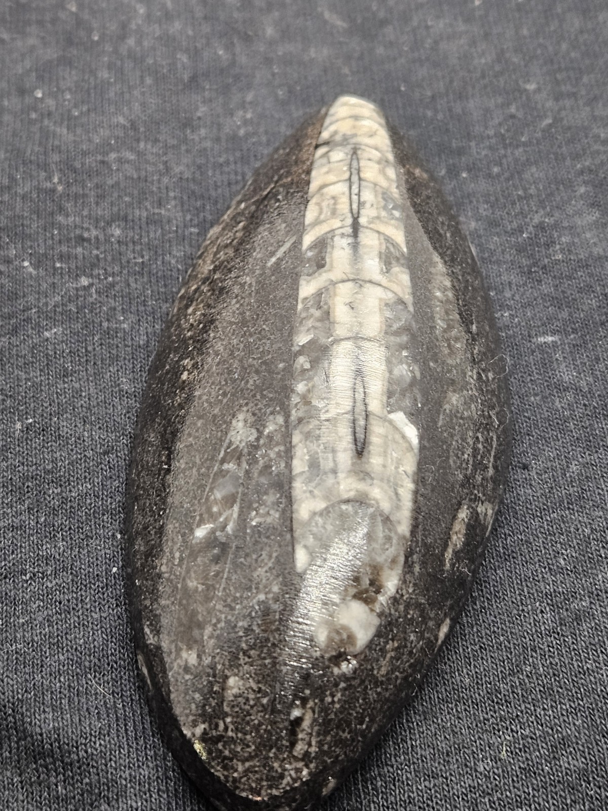 Polished Orthoceras Fossil Palm Stone – Morocco – Devonian Era Cephalopod