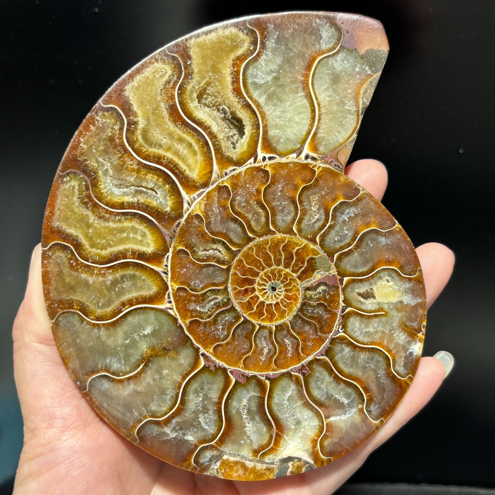TOP 200G+ Natural ammonite fossil conch crystal specimen healing care 1pc