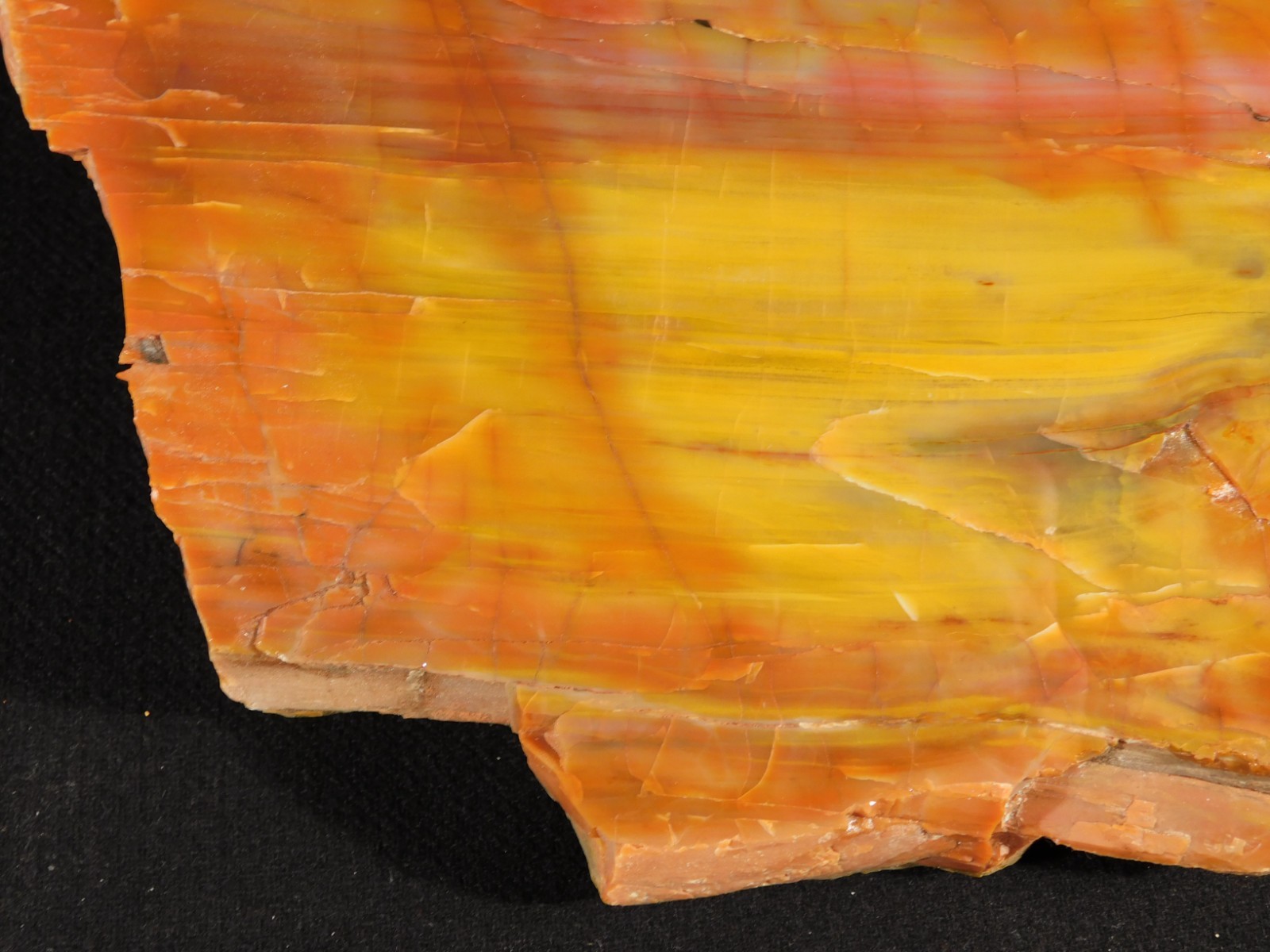 Nice BARK! Big Polished Petrified RAINBOW WOOD Fossil Arizona 2595gr