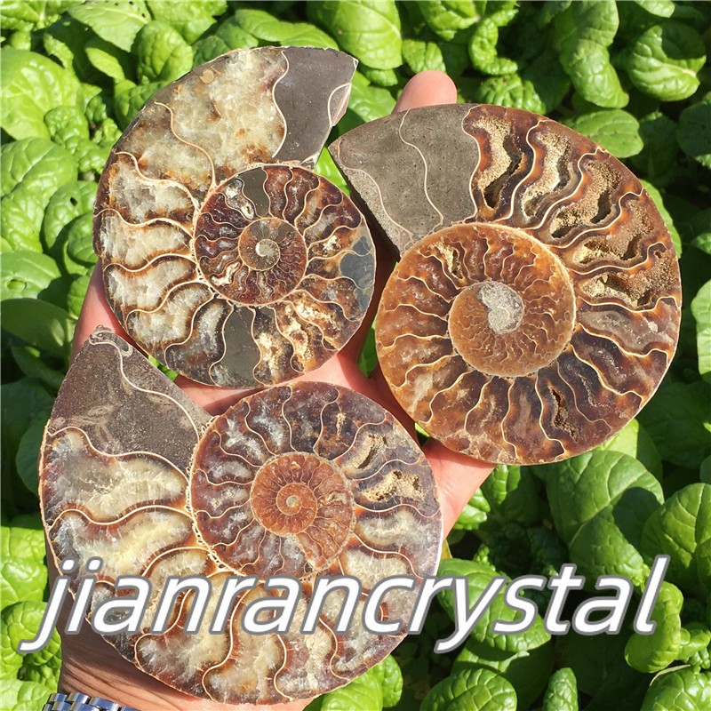Natural ammonite fossil conch Crystal specimen healing+stand 1PC 200g+