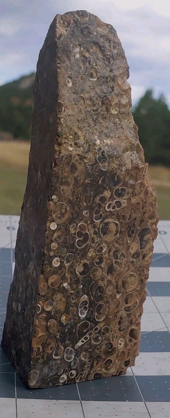 1 lb Turritella Agate Cross Section Snail Fossils Slabbed 4 Sides 5 3/4″ Wyoming