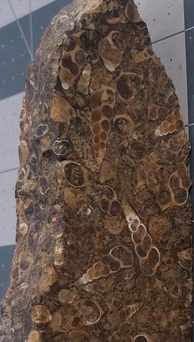 1 lb Turritella Agate Cross Section Snail Fossils Slabbed 4 Sides 5 3/4″ Wyoming