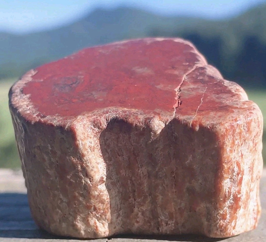 Polished Petrified Arizona Rainbow Wood Full Round Limb Tower Stands 2 Ways Red