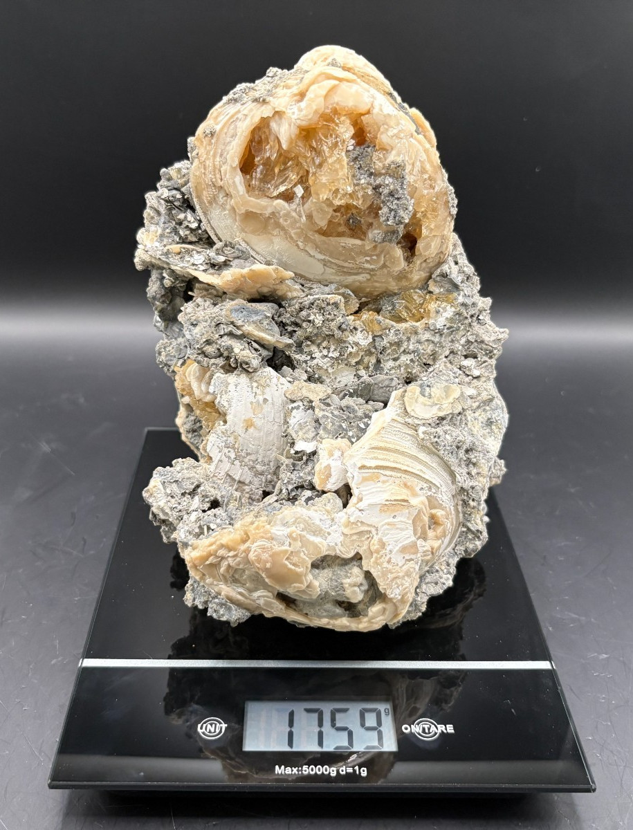 Premium Calcite Clam Fossil Cluster 8″ in Matrix – Cut Display Base – OTS