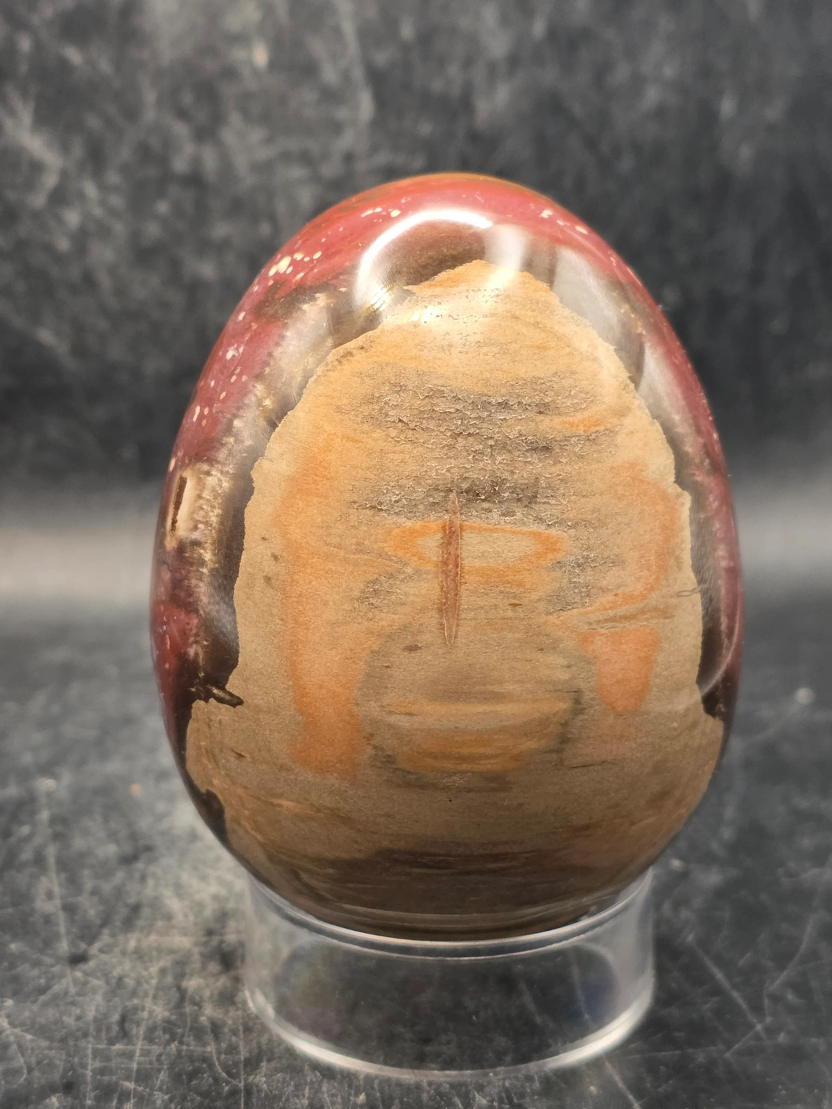 Petrified wood egg! 15 ounces, 3.1 inches tall, 2.4 inches wide!