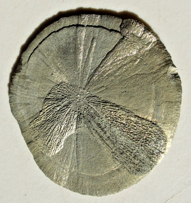 Large Pyrite Sun Dollar • 3.75″ Diameter • 152 grams