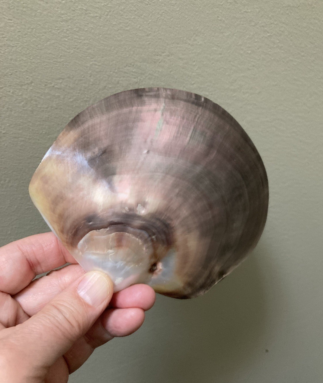 Rare Pinctafe Margaritifera , Pearl Shell, Black Lipped Pearl, 5.25” X 5”, 75 G
