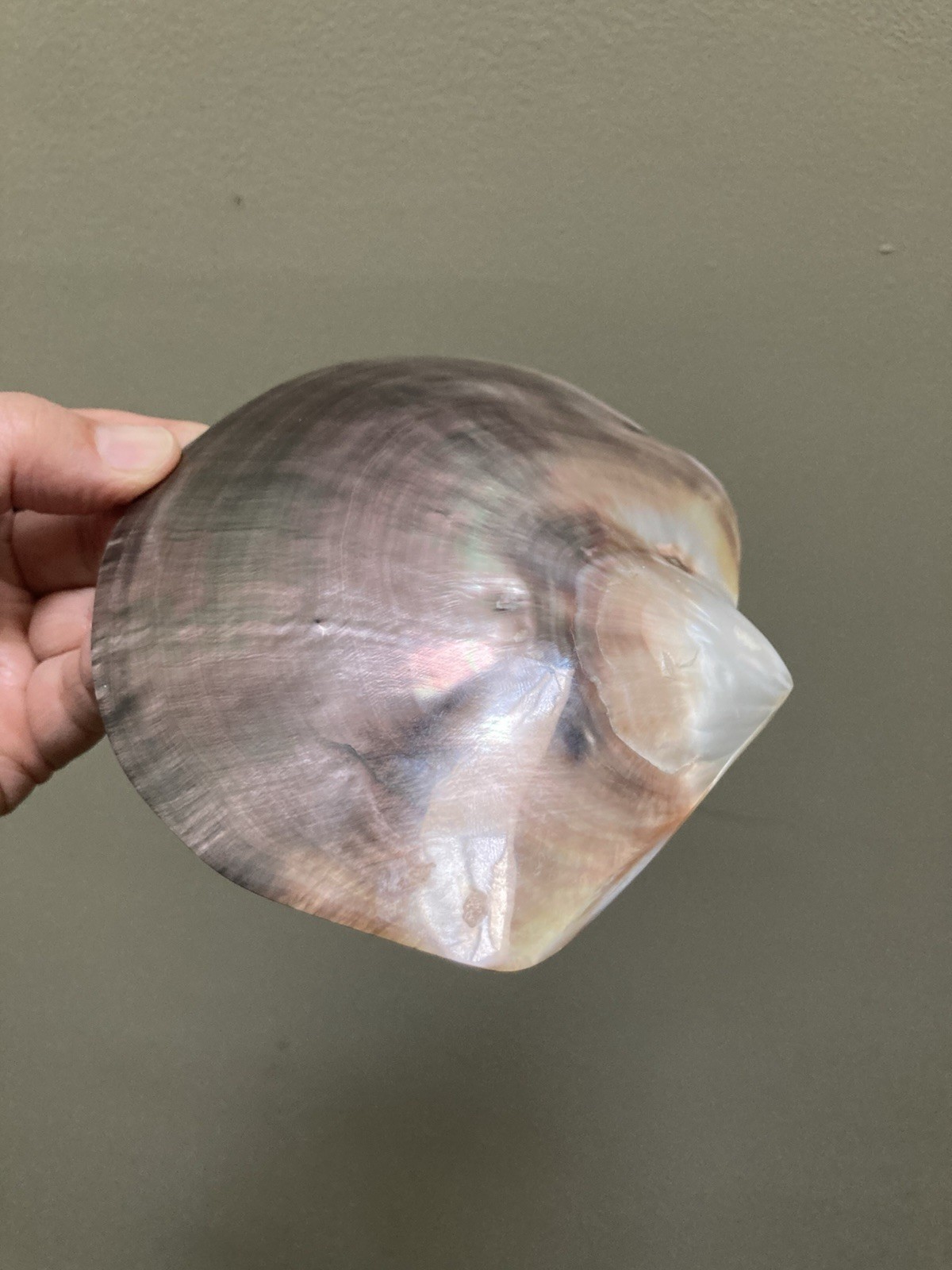 Rare Pinctafe Margaritifera , Pearl Shell, Black Lipped Pearl, 5.25” X 5”, 75 G
