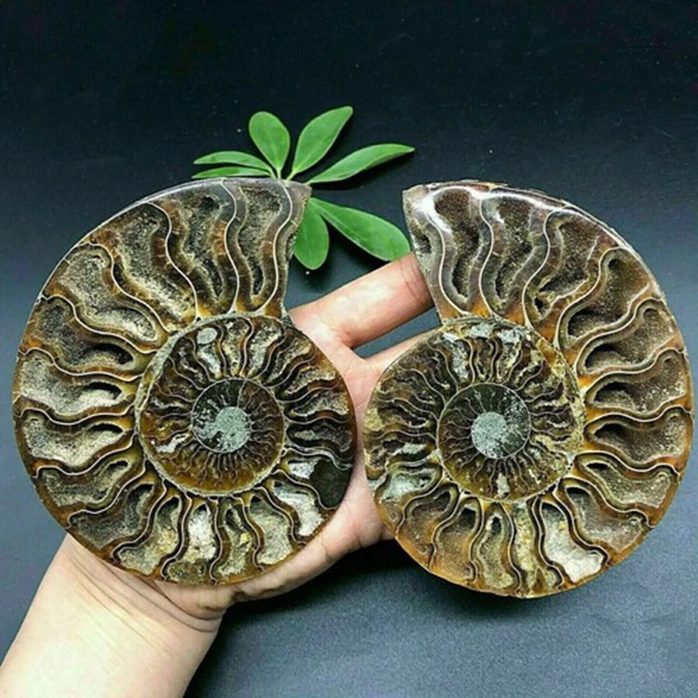 Natural ammonite fossil conch Crystal specimen healing+stand 1PC 200g+