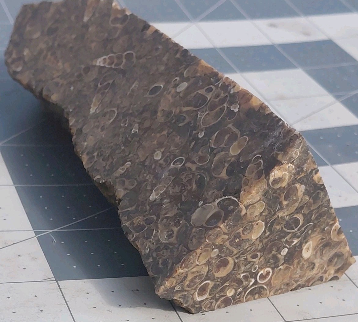 1 lb Turritella Agate Cross Section Snail Fossils Slabbed 4 Sides 5 3/4″ Wyoming