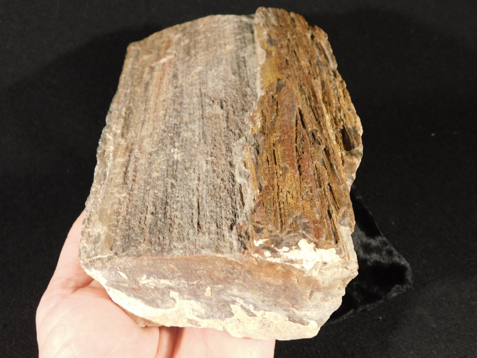 Nice BARK! Big Petrified Wood Fossil From Jurassic Utah 2575gr