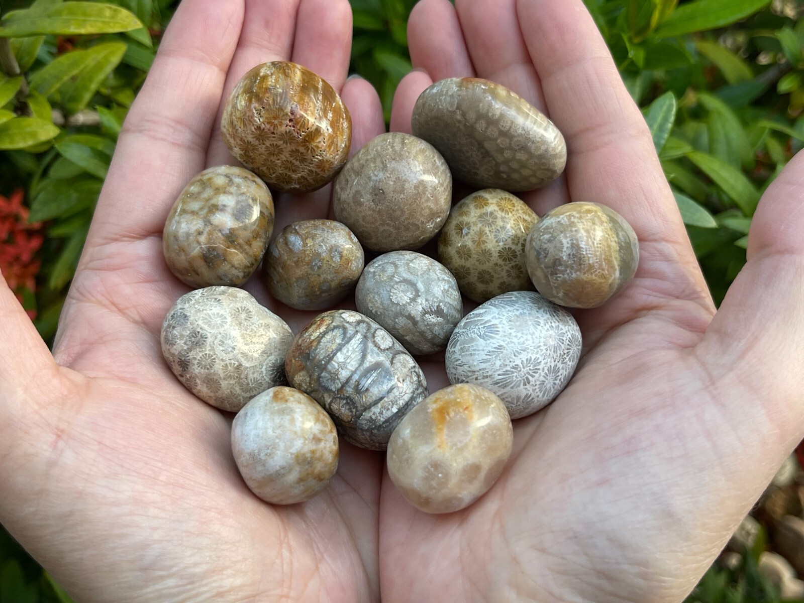 Grade A++ Fossil Coral Tumbled Stone, 0.75-1.25″ Tumbled Fossil Coral, Bulk Lot