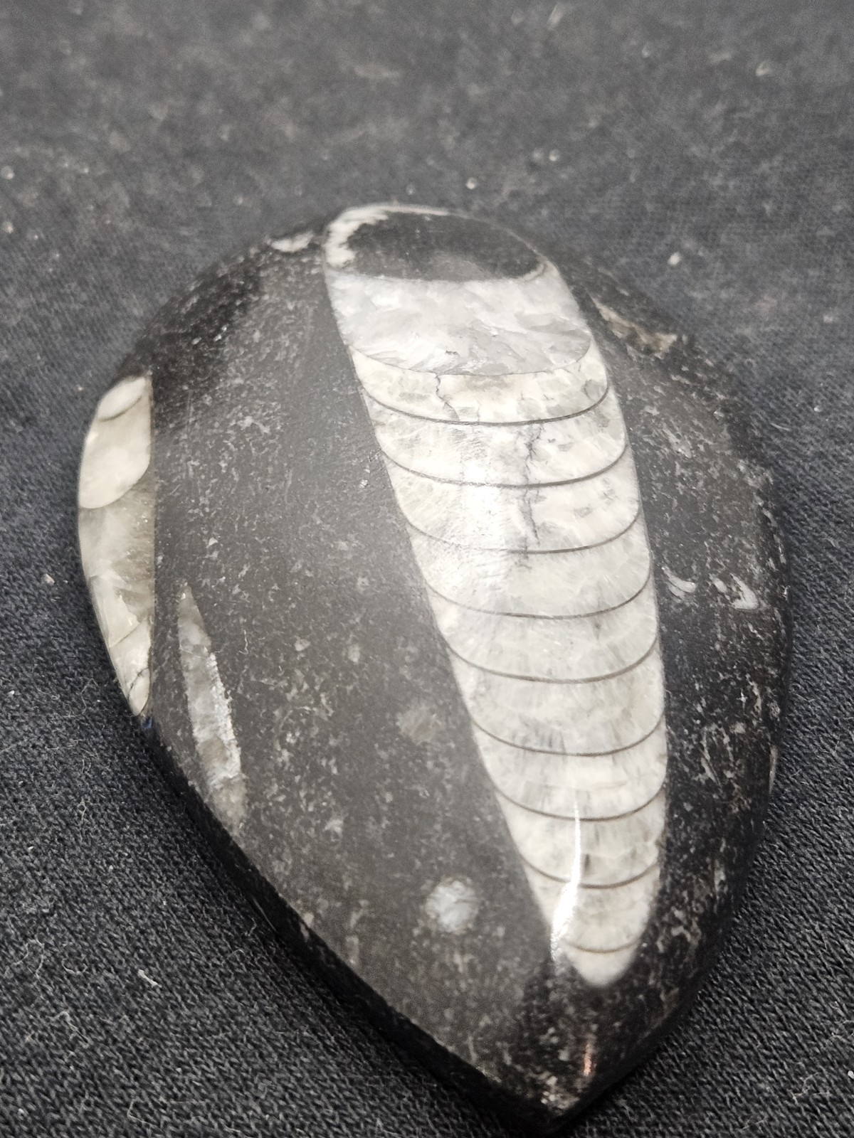 Polished Orthoceras Fossil Palm Stone – Morocco – Devonian Era Cephalopod