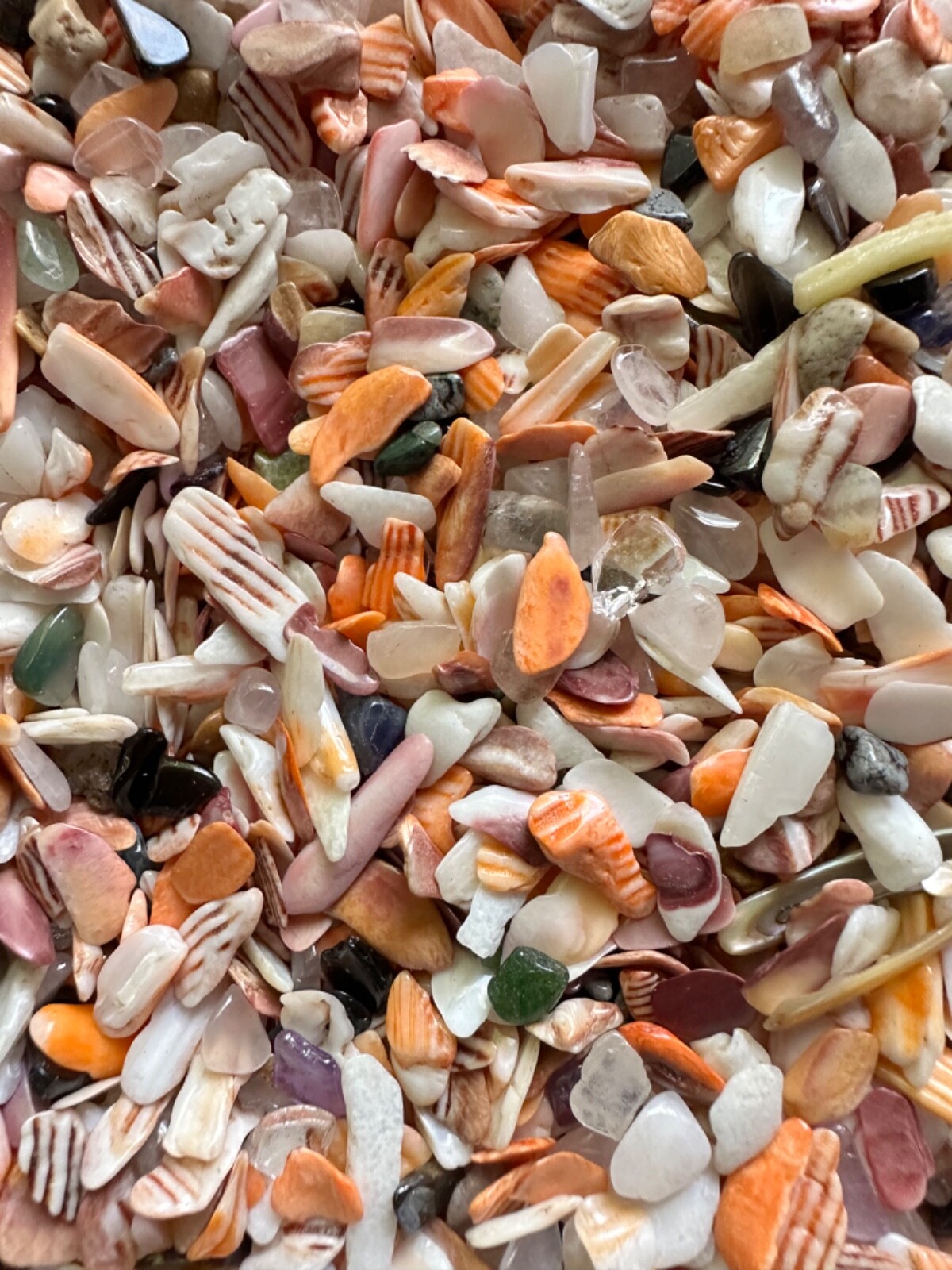 1/4LB Lion Paw Shells Mano de Lion Orange Bit Size 1/8” – 1/4” Seashells