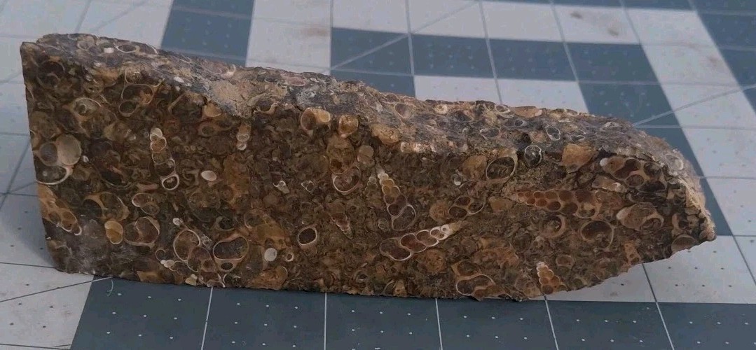 1 lb Turritella Agate Cross Section Snail Fossils Slabbed 4 Sides 5 3/4″ Wyoming