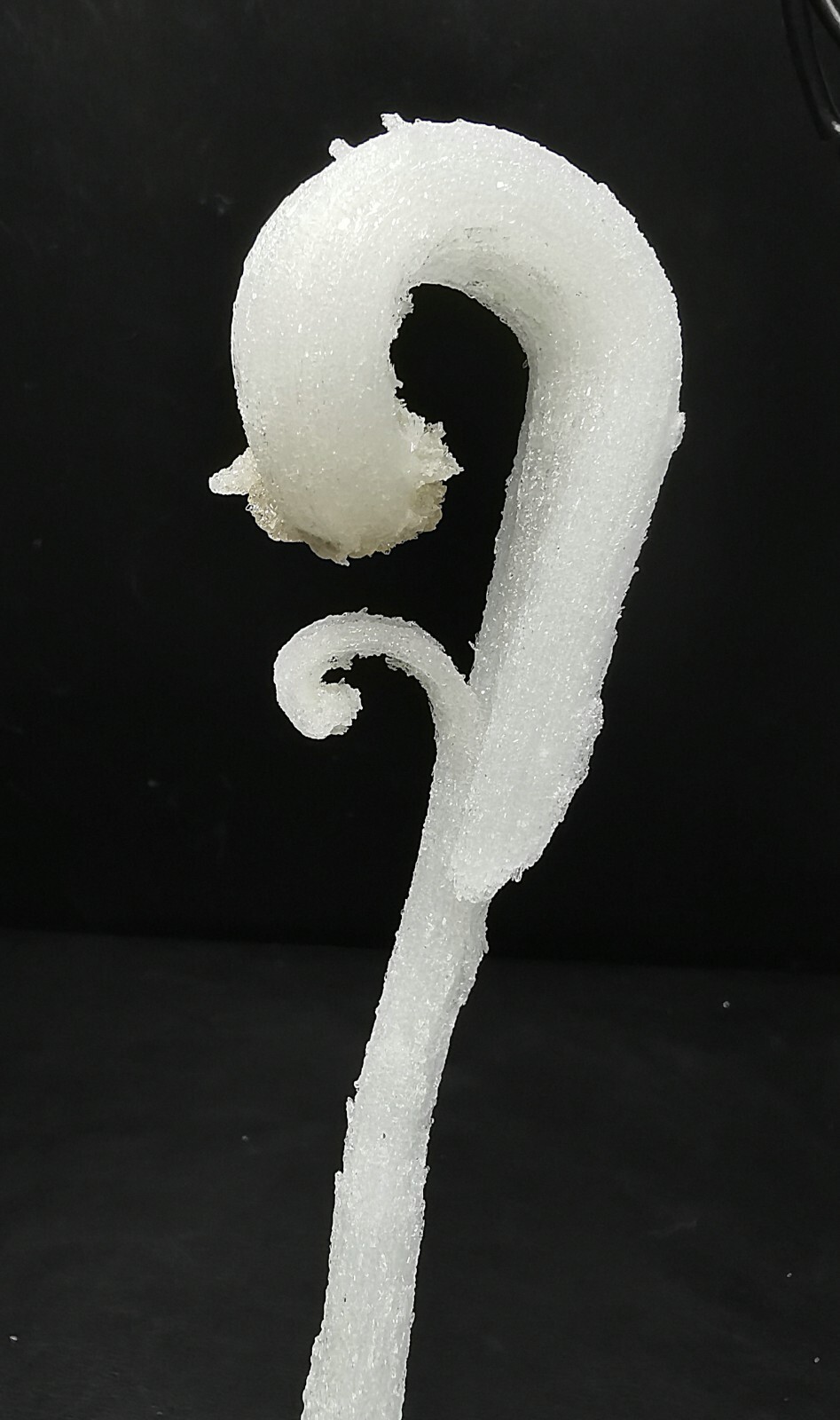 50gNatural ‘Ram’s Horn’ shape Selenite (Gypsum), Natural Mineral Specimen