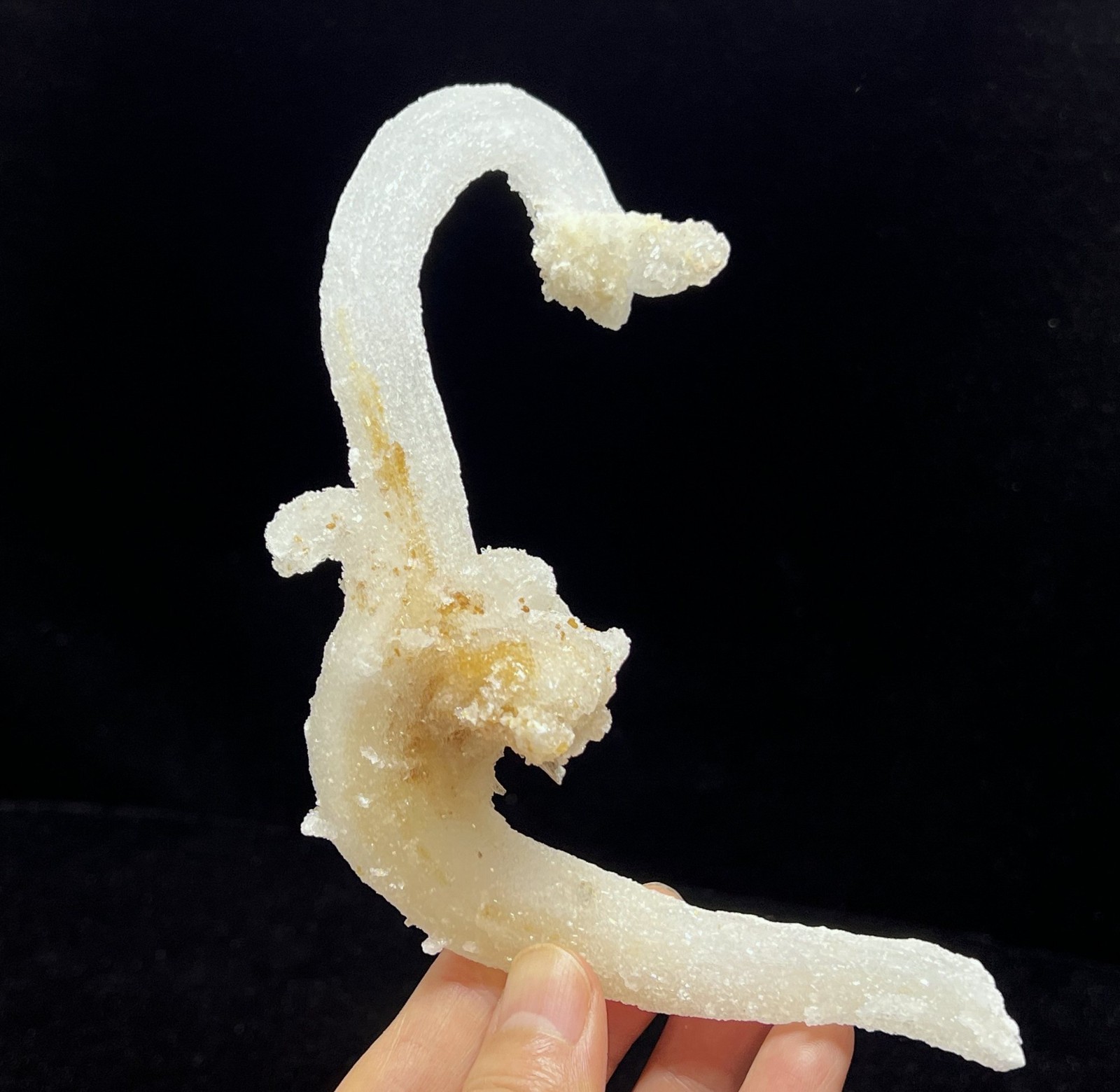 152mm Sparkling POWERFUL ‘Ram’s Horn’ shape Selenite (Gypsum), Natural Mineral