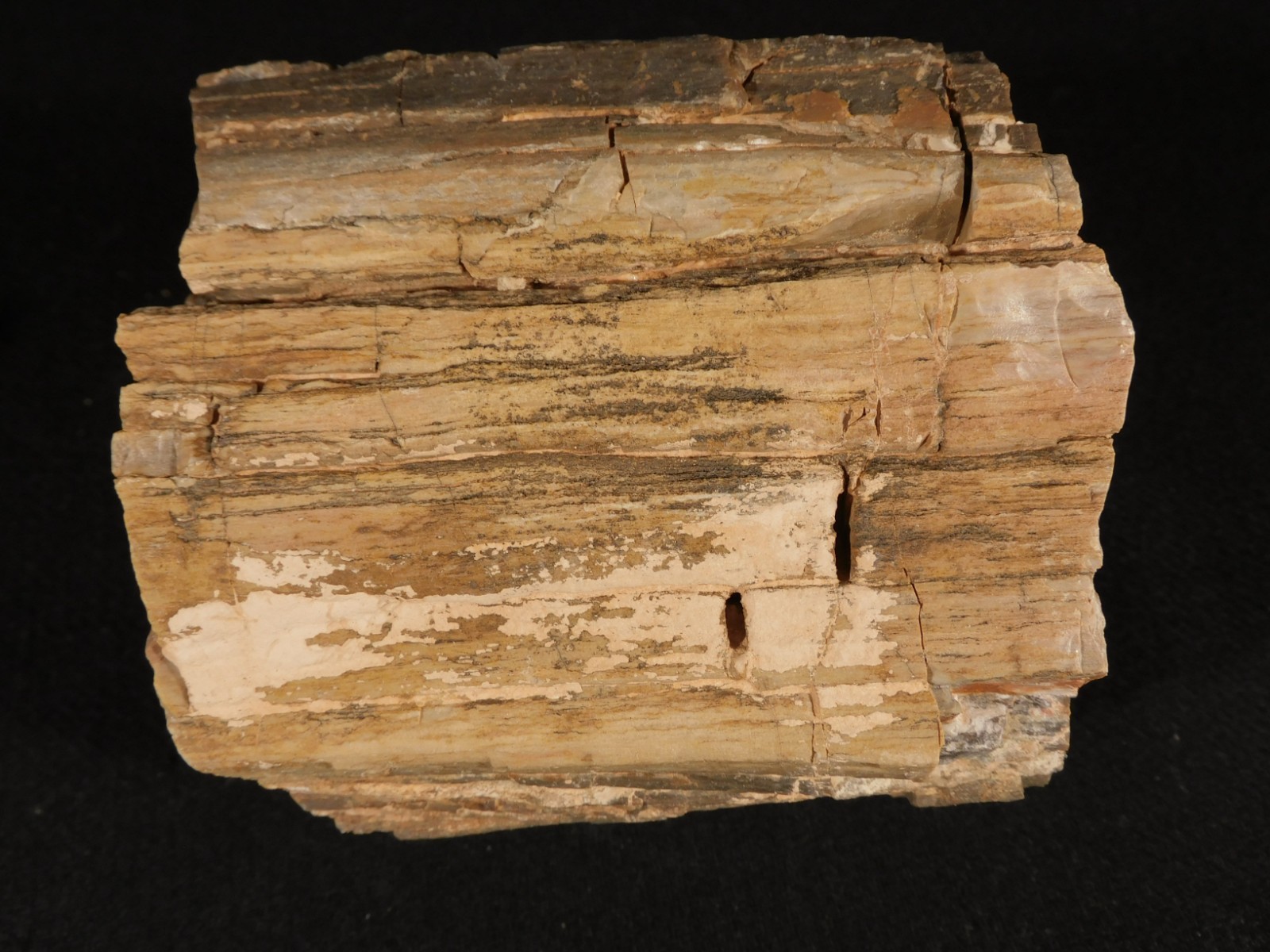 Nice BARK! Big Petrified WOOD Fossil From JURASSIC Utah 2200gr