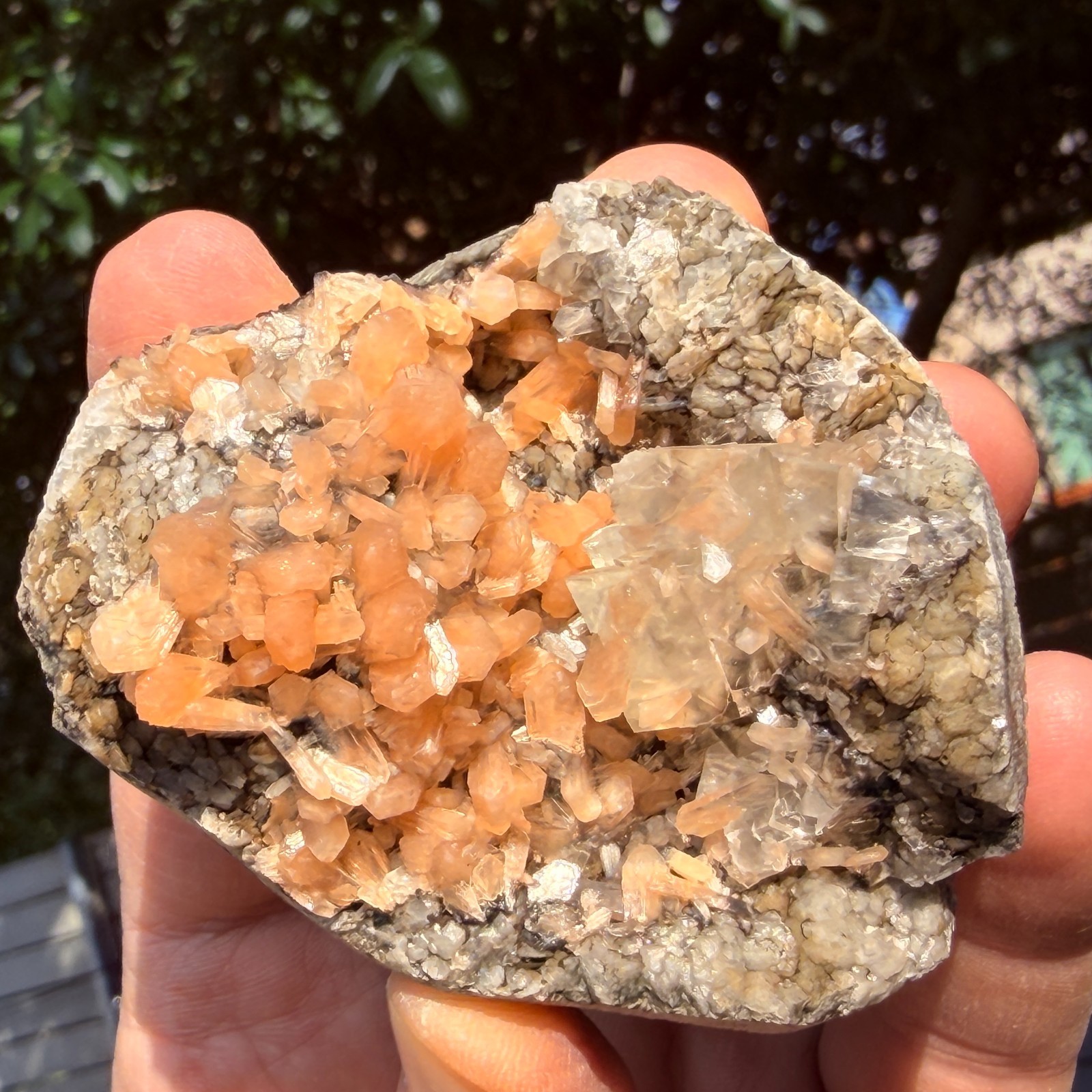 Rare Calcite Stellerite Julgodite Geode India Dual Wave UV Fluorescent Stand