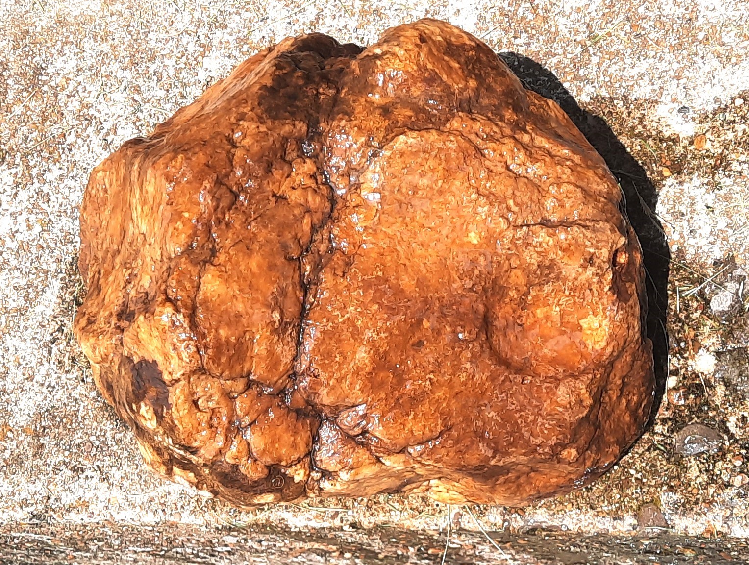 10.2 lbs, Unopened Orange Druzy Crystals Geode. Quartz, Jasper. 9.5″. Kentucky
