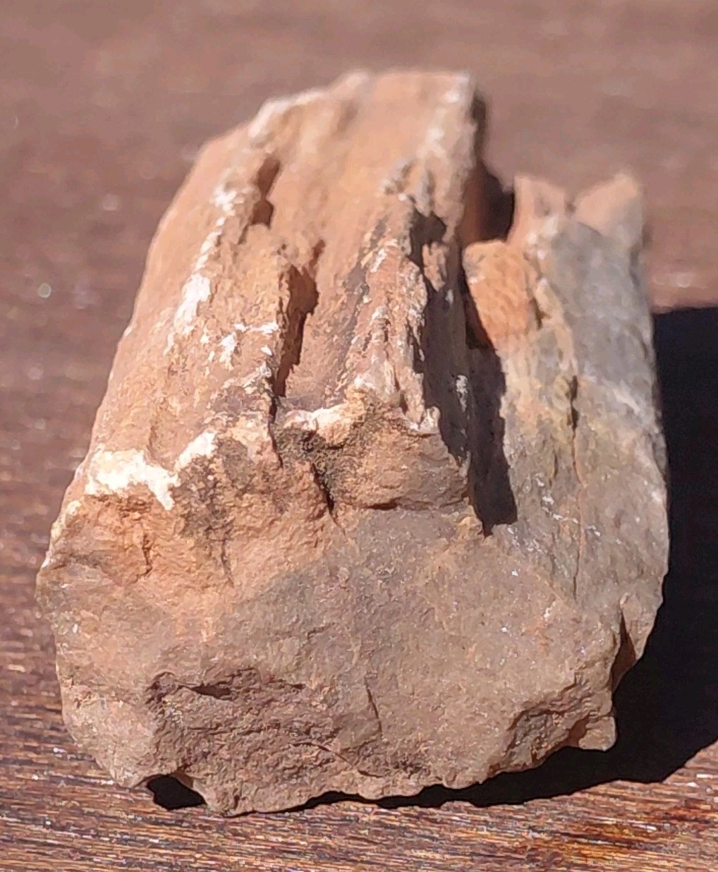 Petrified Wood Fossilized Branch W Bark Druzy Quartz-Hurricane Utah 3 1/4″×1 1/4