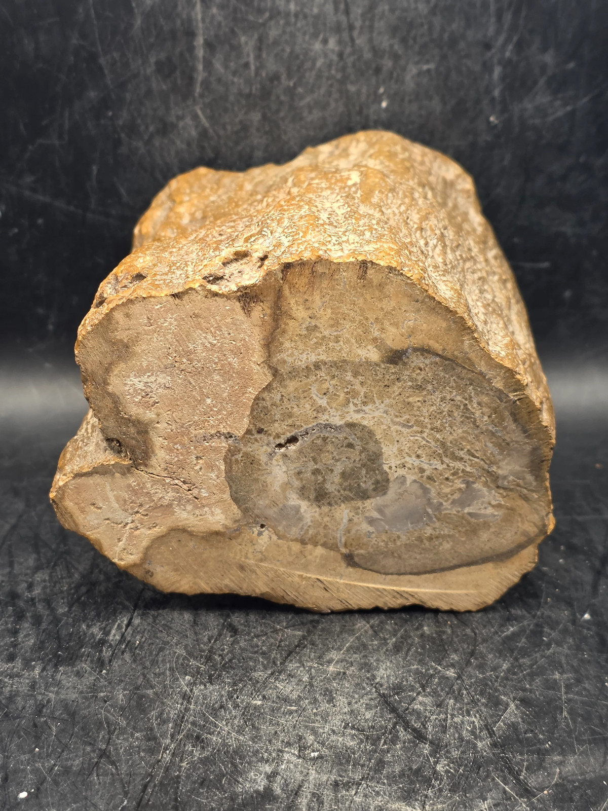 Petrified wood trunk! 1.15 pounds, 3.3 inches tall 3.3 inches wide
