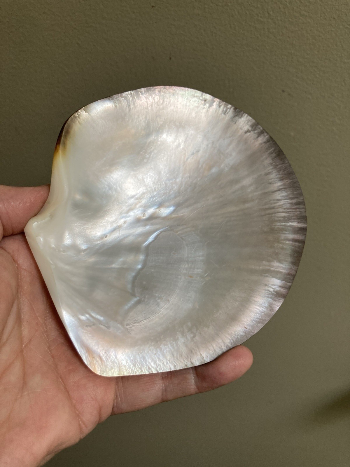 Rare Pinctafe Margaritifera , Pearl Shell, Black Lipped Pearl, 5.25” X 5”, 75 G