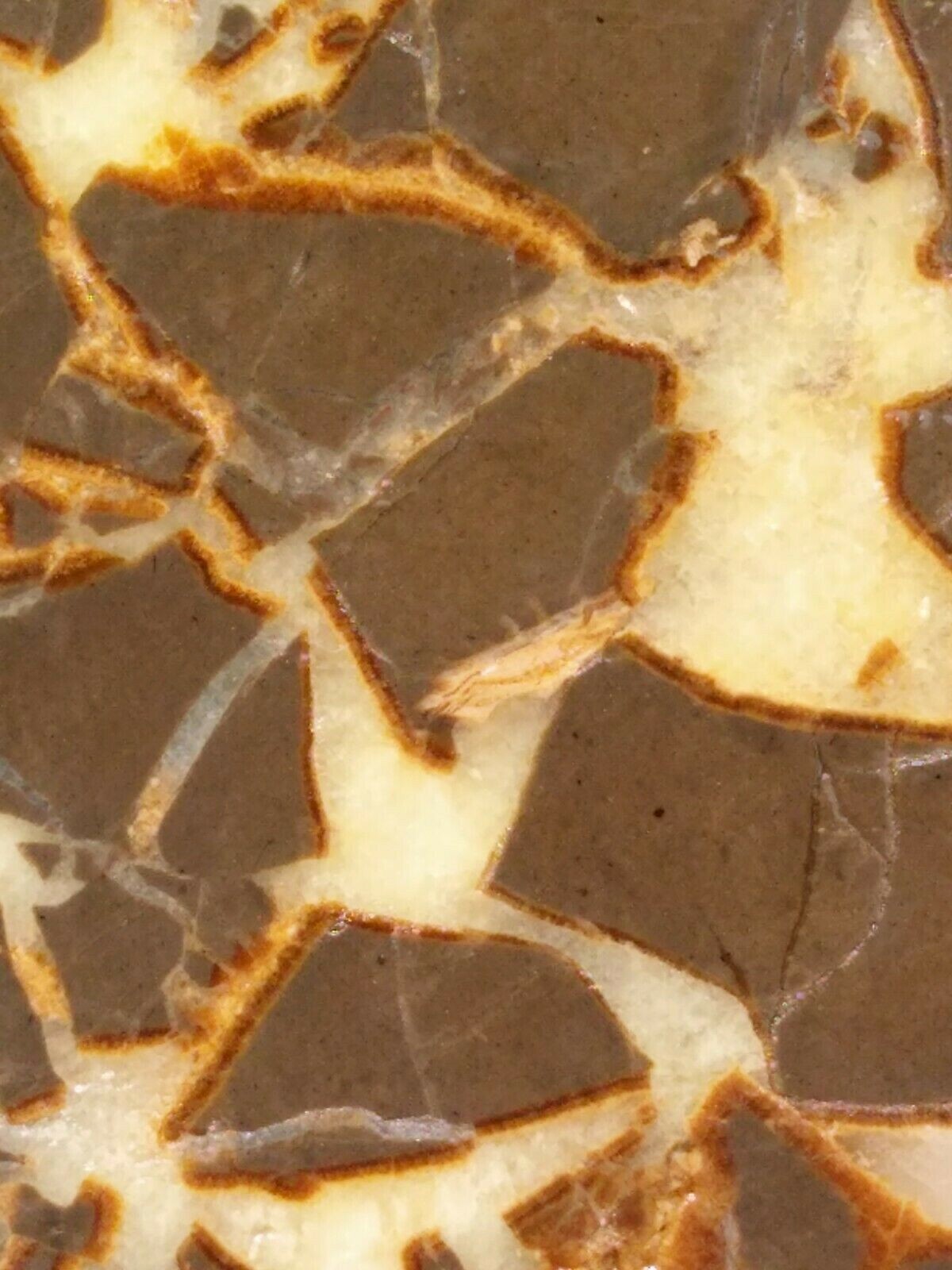 FACE CUT SEPTARIAN NODULE YELLOW CALCITE BRECCIA WHITE CRYSTAL UTAH 3LBS 9.1OZ!