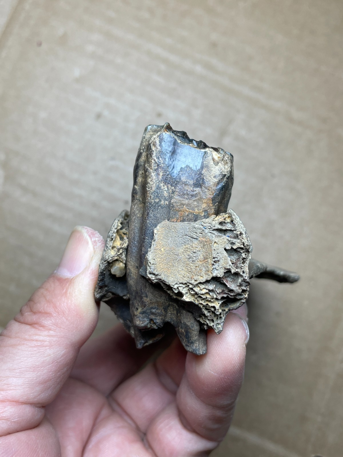300g Beautiful Ice Age tooth collection
