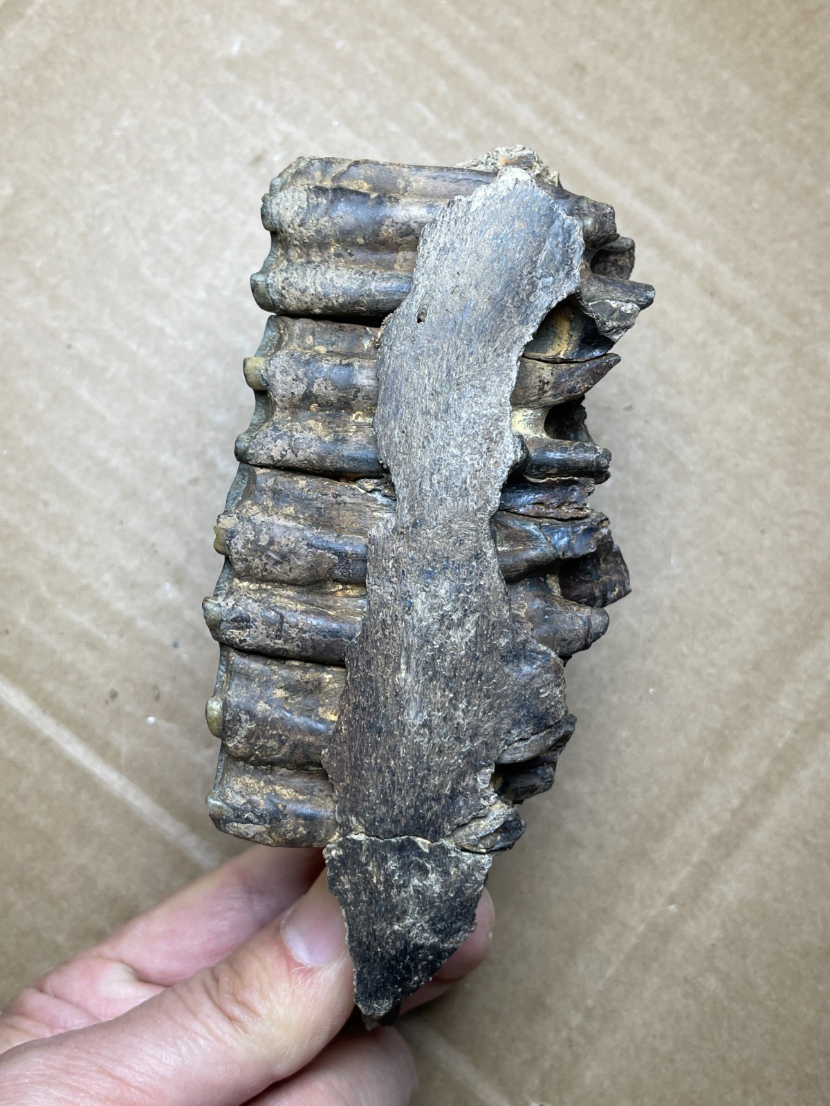 300g Beautiful Ice Age tooth collection