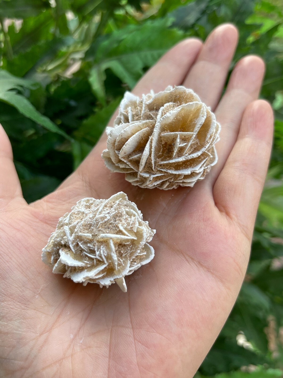 Desert Rose Selenite, 1.25-1.5 Inch Desert Gypsum Rose, Wholesale Bulk Lot