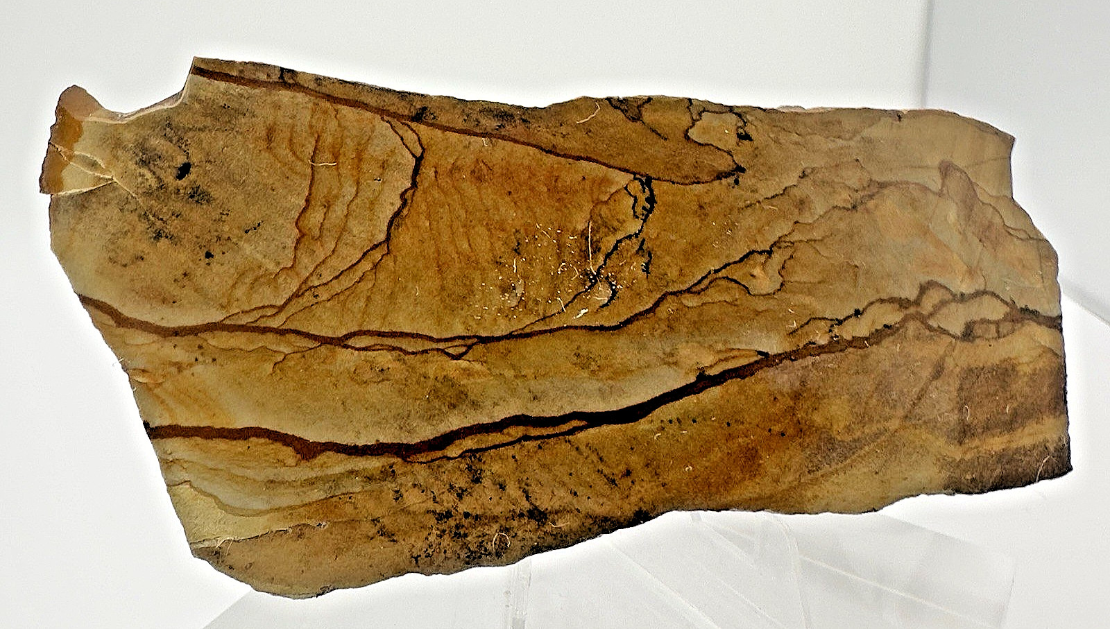 2) Rare Polished Ohwlee Picture Jasper Slab 5.25″ Display Specimen 2.8 oz