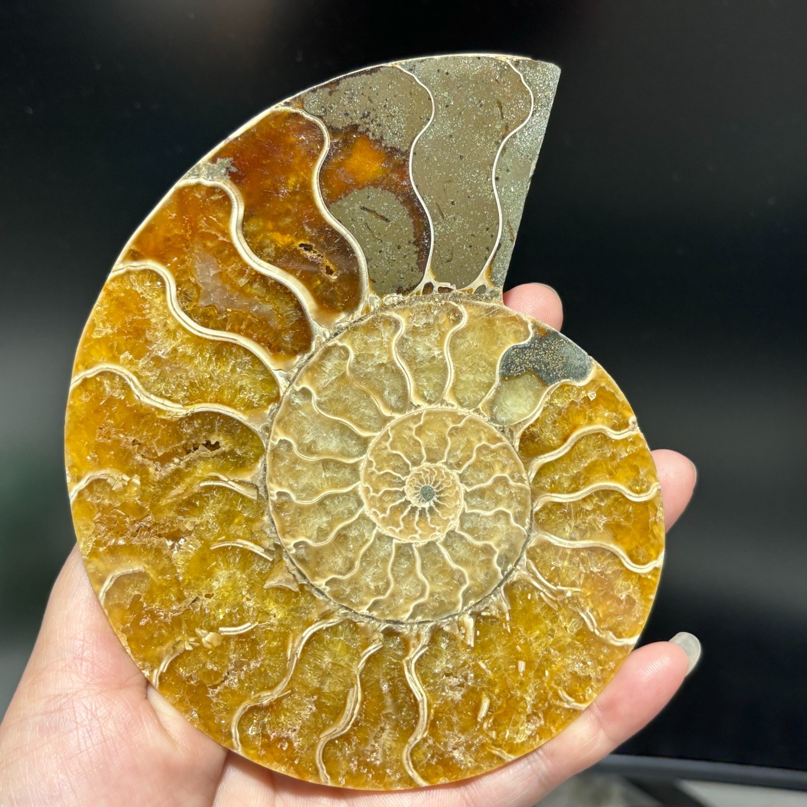 TOP 200G+ Natural ammonite fossil conch crystal specimen healing care 1pc
