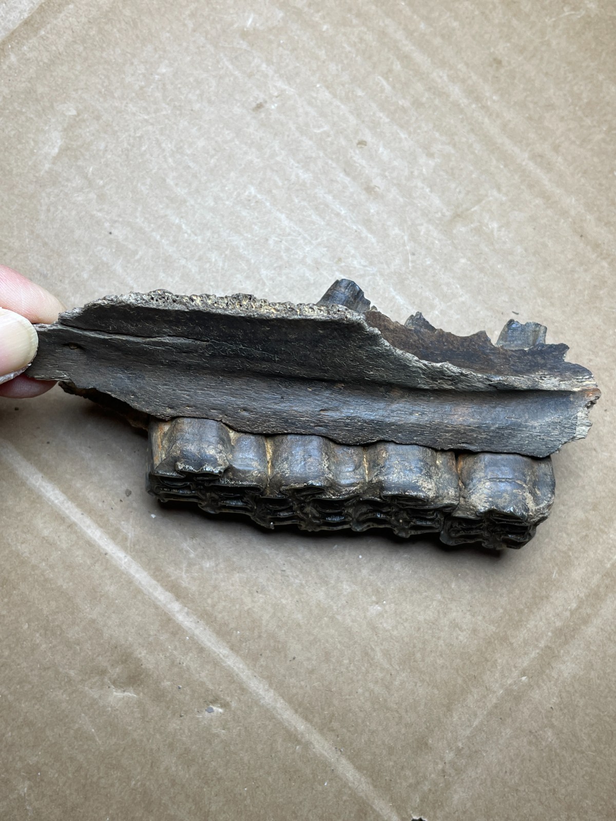 300g Beautiful Ice Age tooth collection