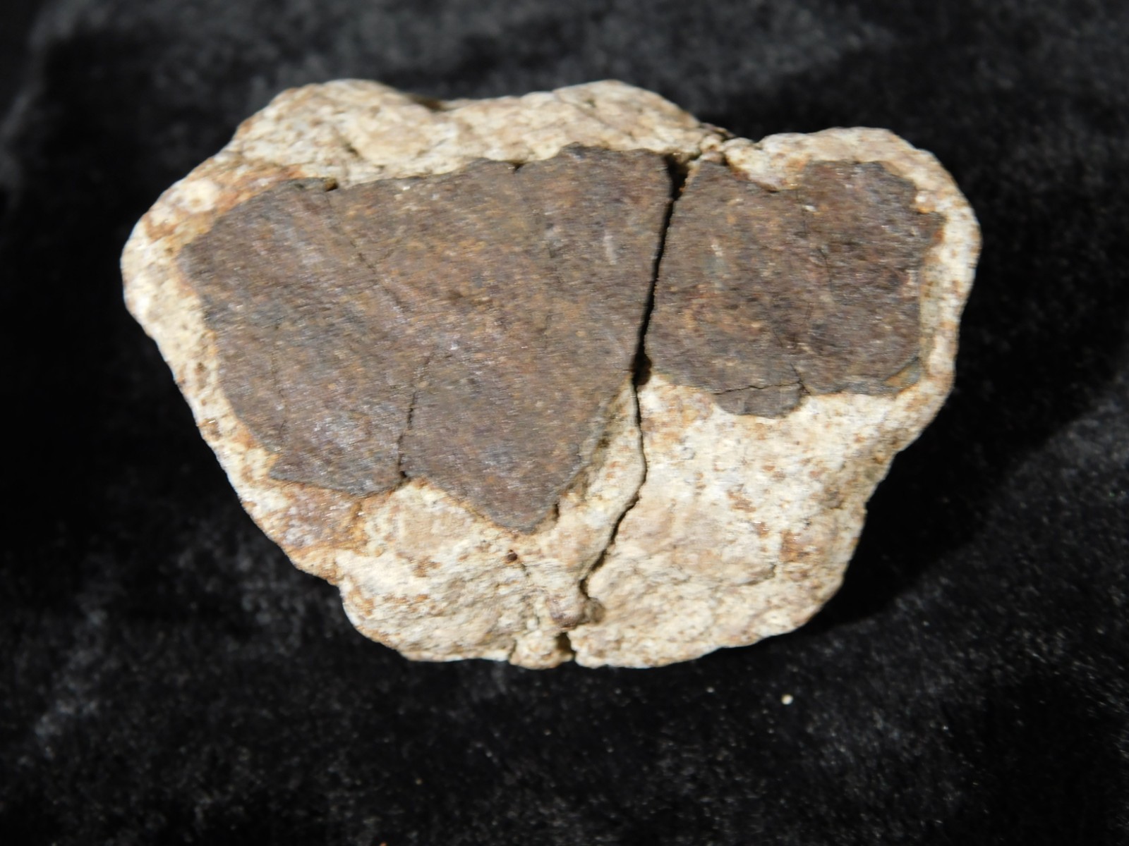 Classified NWA 8245 METEORITE Spots of Dark Fusion Crust! Erfoud, Morocco 52.8gr