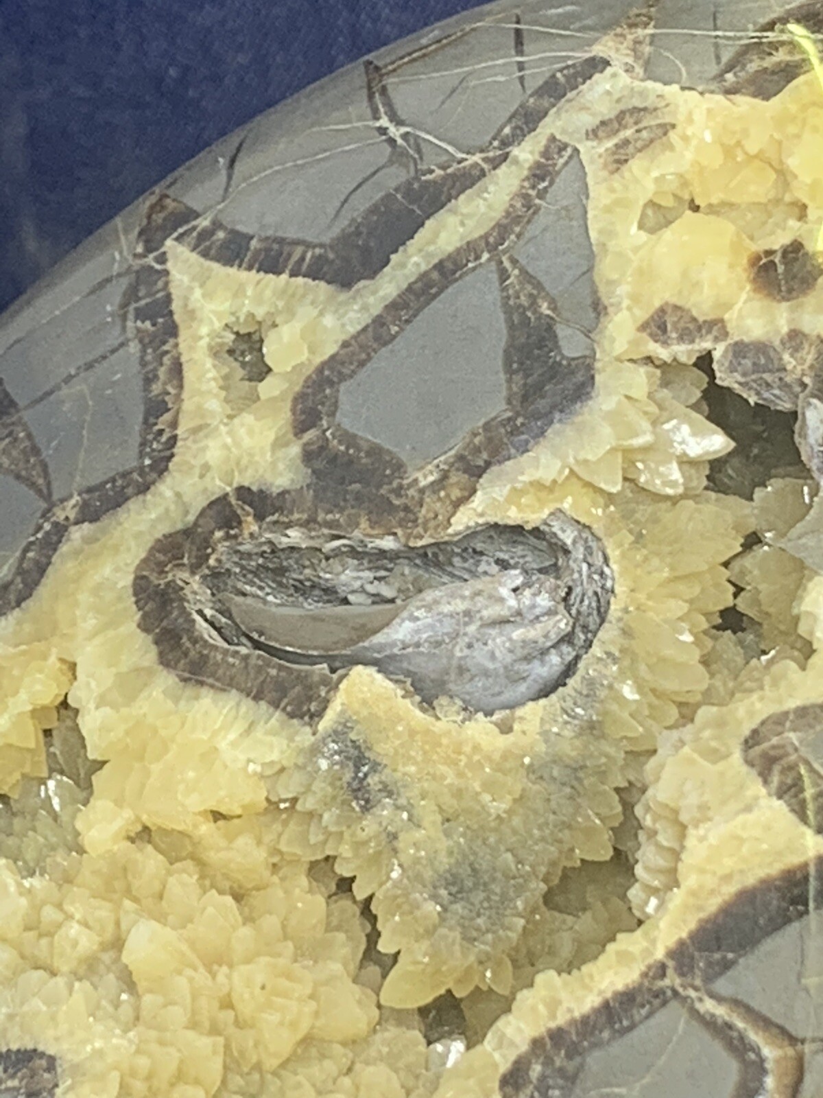 Septarian Nodule Hollow Half ( Utah)fossils And Description Card